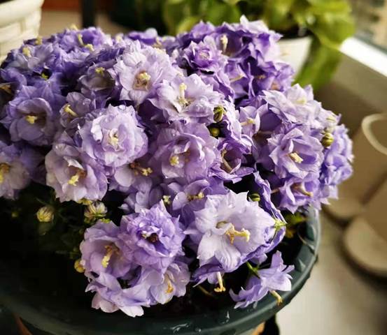 插花